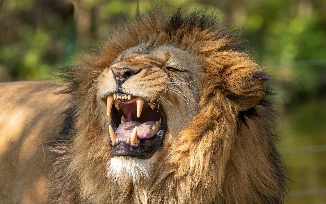 quelles autres faiblesses présumées sont des atouts ?