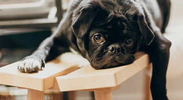 excuses pour ne pas aller travailler excuses pour ne pas aller travailler